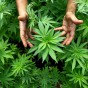 La legalizzazione è nociva per la criminalità? Ma davvero?